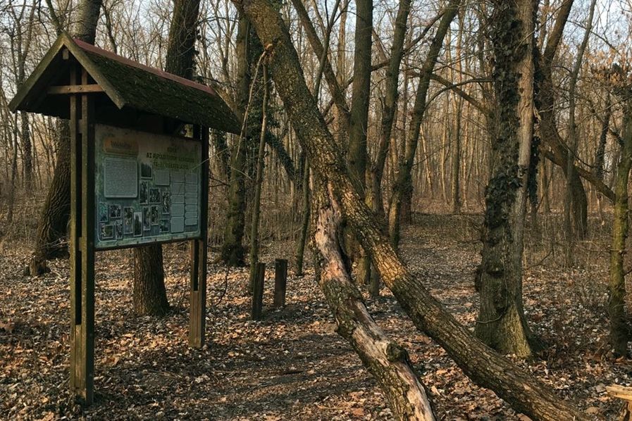 Veszélyes fák Sóstón: az illetékesek már vizsgálódnak