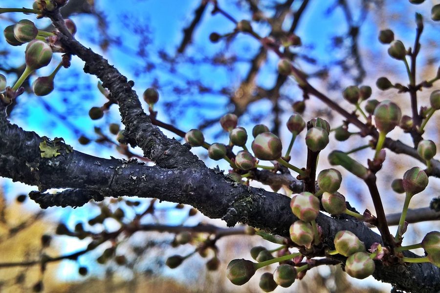 Kipattantak a rügyek