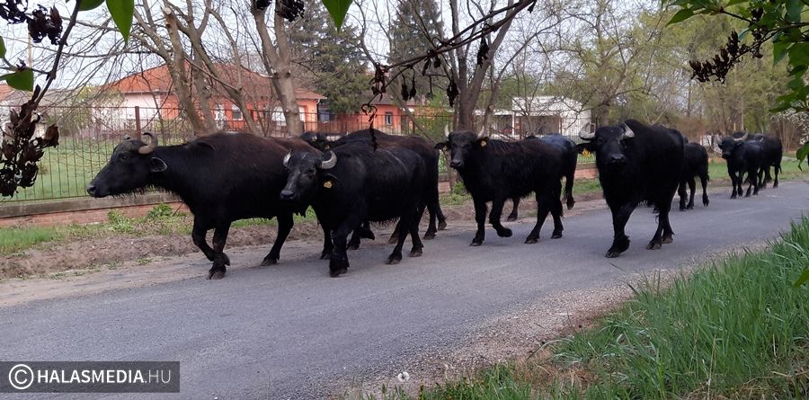 (►) A bivalyok szökésben voltak