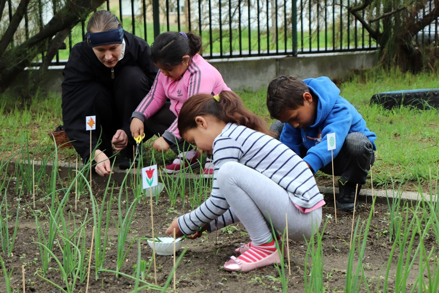 „Hagymaszüret” az ovikban (galéria)