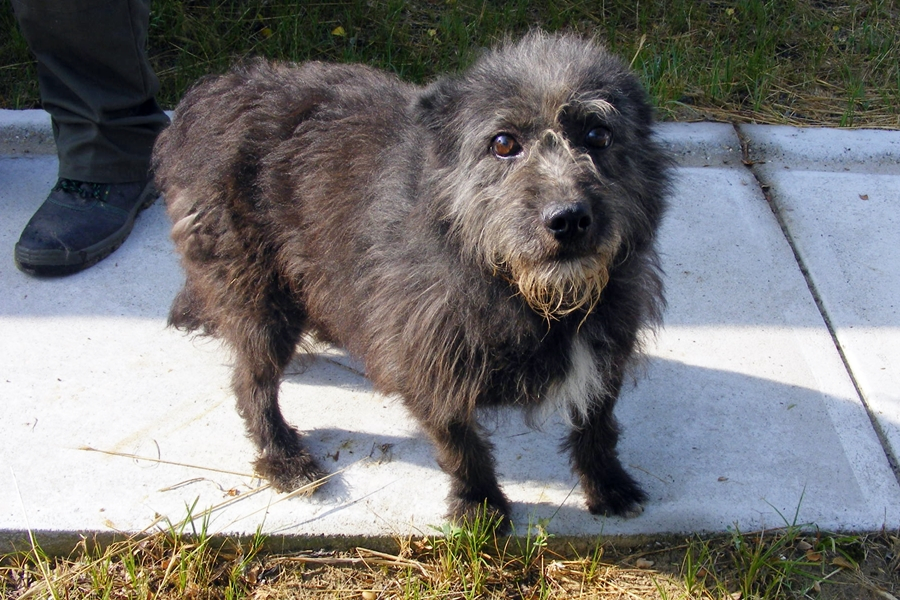 Várják a kutyusok az örökbefogadójukat