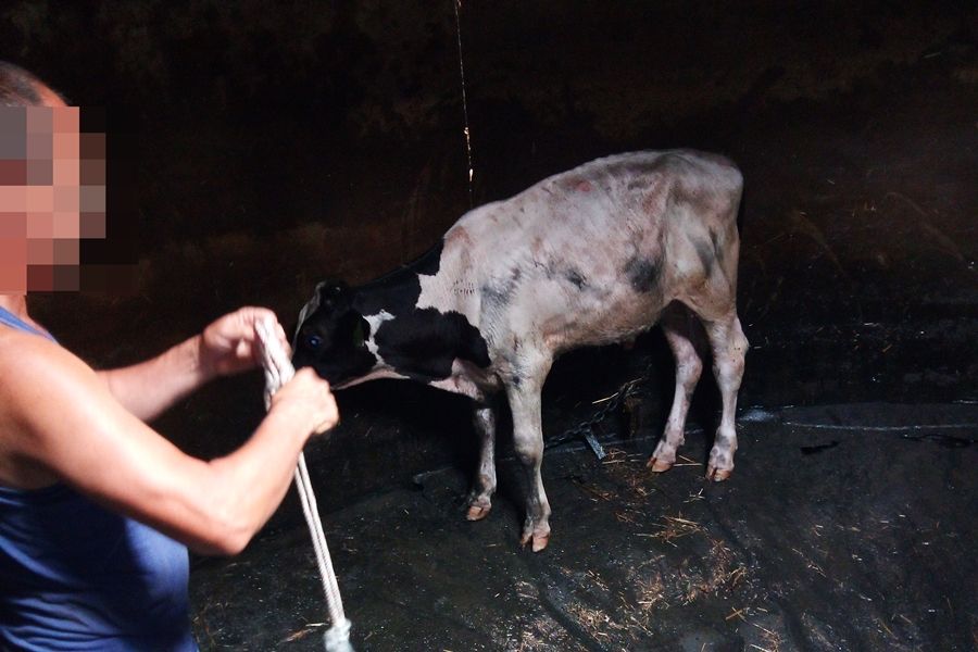 Aknába esett borjút mentettek a tűzoltók