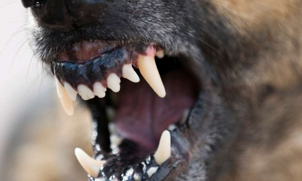 Kutyatámadás Halason: büntetőeljárás keretében vizsgálódik a rendőrség