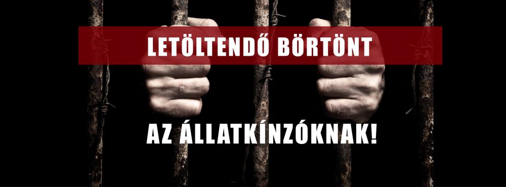 Balotai állatkínzó: az ügyész letöltendő börtöntbüntetést indítványozott