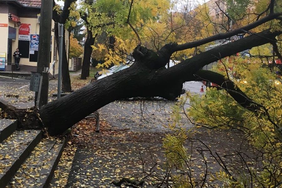 Kidőlt egy fa a Vasút utcában