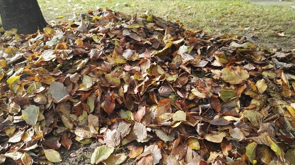 Zárul a lombgyűjtési akció