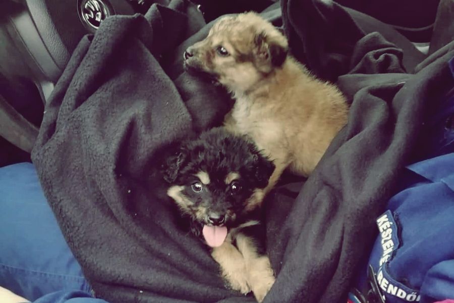 Kutyákat mentettek a határrendészek Kelebiánál