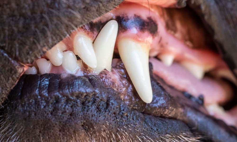 Folti nem élte túl a kutyatámadást a Szántó Kovács utcában