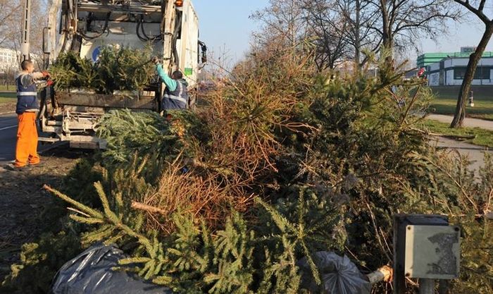 Januárban kétszer viszik a fenyőket