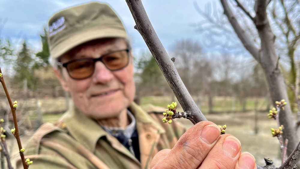 (►) Veszélyben a gyümölcstermés - korai még a rügyfakadás (videóval)