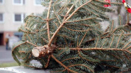 Csütörtökön viszik a fenyőket