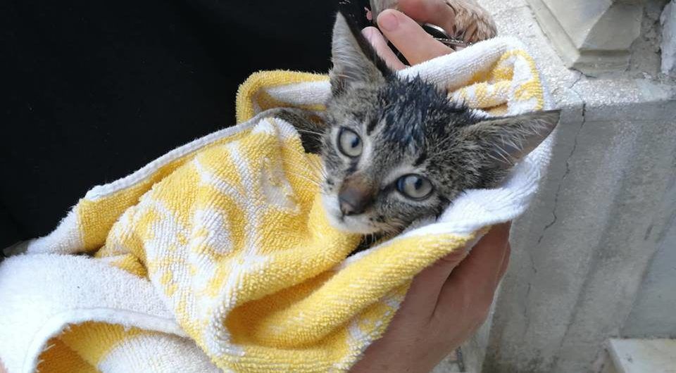 Kiscicát mentettek a halasi tűzoltók