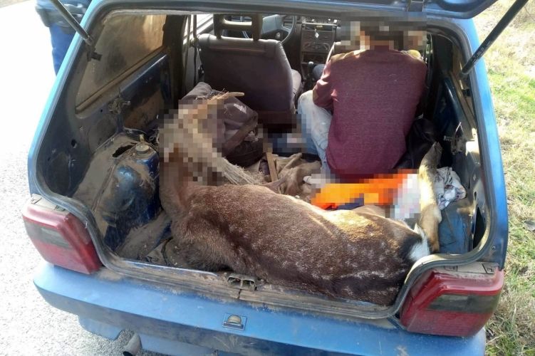 Kalapáccsal ütötte agyon a szarvast a kisszállási férfi