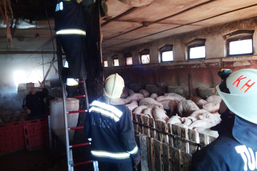 Kigyulladt egy sertésól teteje Tompán