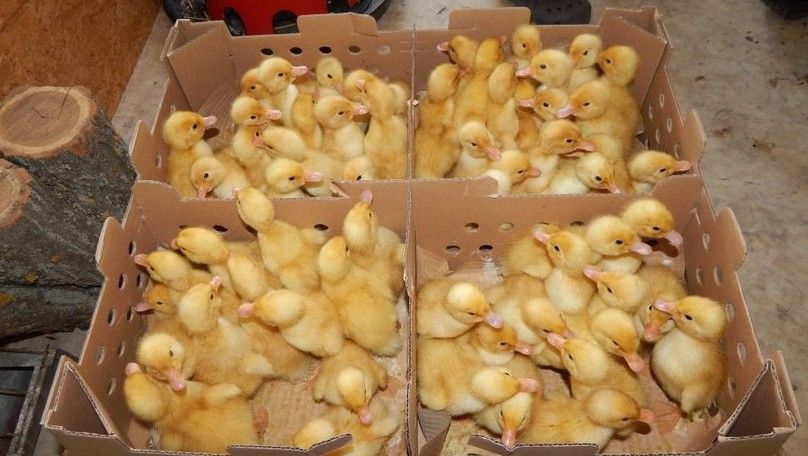 Naposkacsa felajánlást kapott Kiskunhalas, lehet jelentkezni!