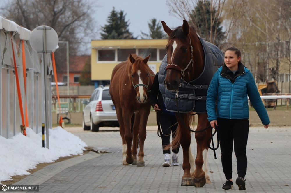 Alap üzemmód a Hirling József Lovasparkban (galéria)