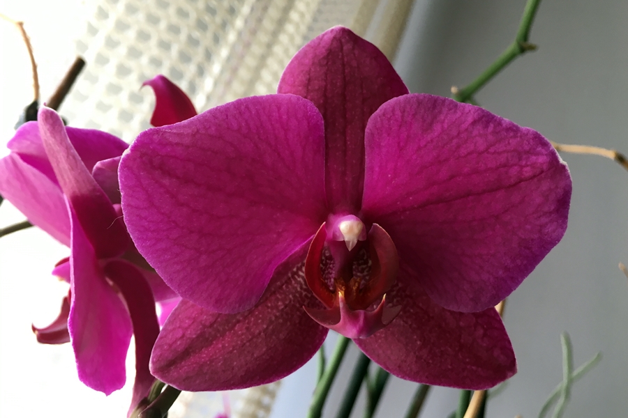 Köszöntjük az édesanyákat!