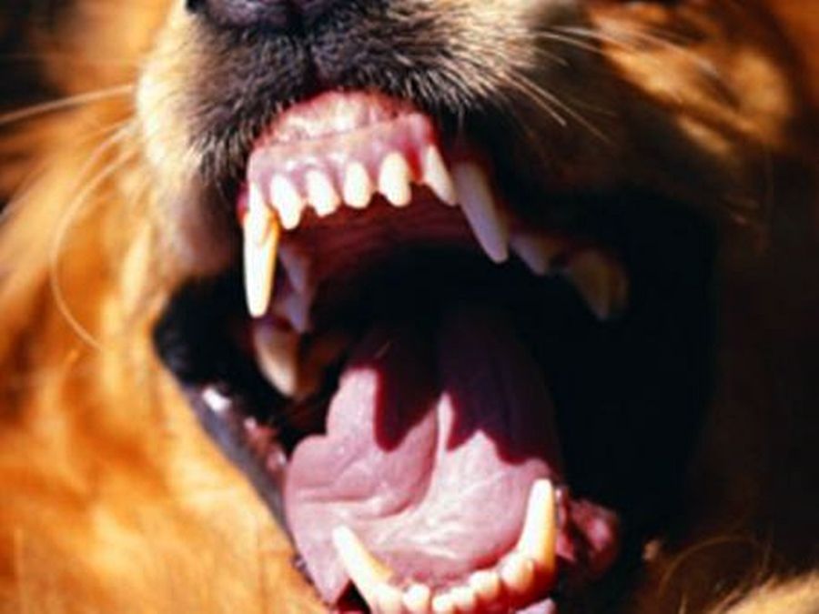 Kutyatámadás egy halasi tanyán: életveszélyes sérülések, vádemelés a gazda ellen