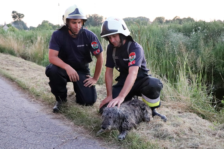 Kutyát mentettek a halasi tűzoltók