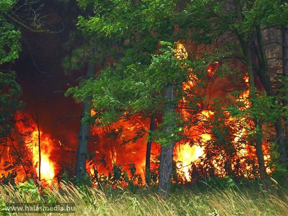Emlék: öt évvel ezelőtt volt a halasi nagy erdőtűz