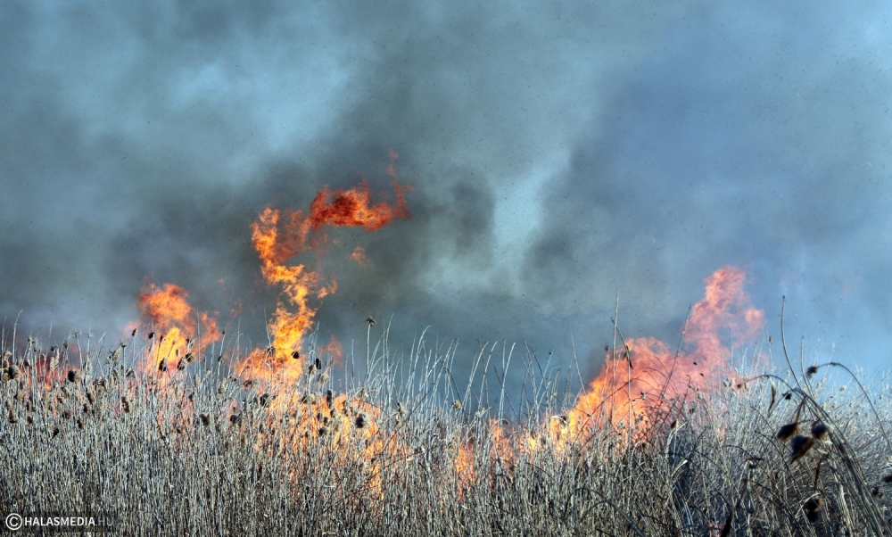 Több mint 15 hektáron égett a nádas a Vadkerti-tónál (frissítve)