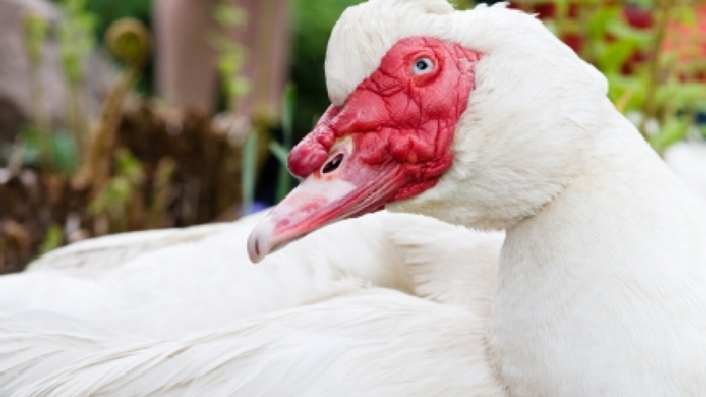 Lopásról árulkodtak a majsai némakacsák