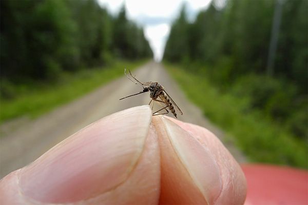 Indul a szúnyogírtás!