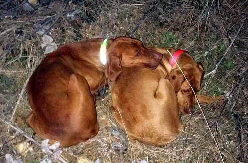 Vizslamentés a tranzitzónánál