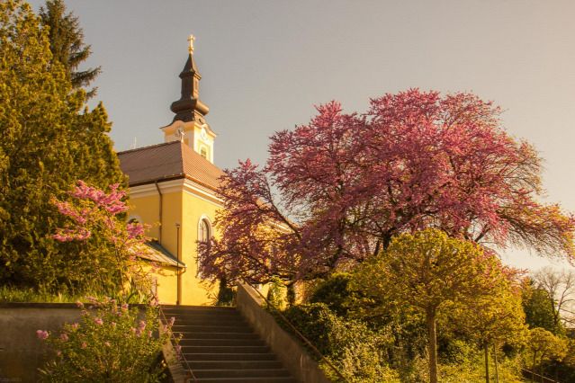 A mélykúti júdásfa vezeti az Év Fája versenyt