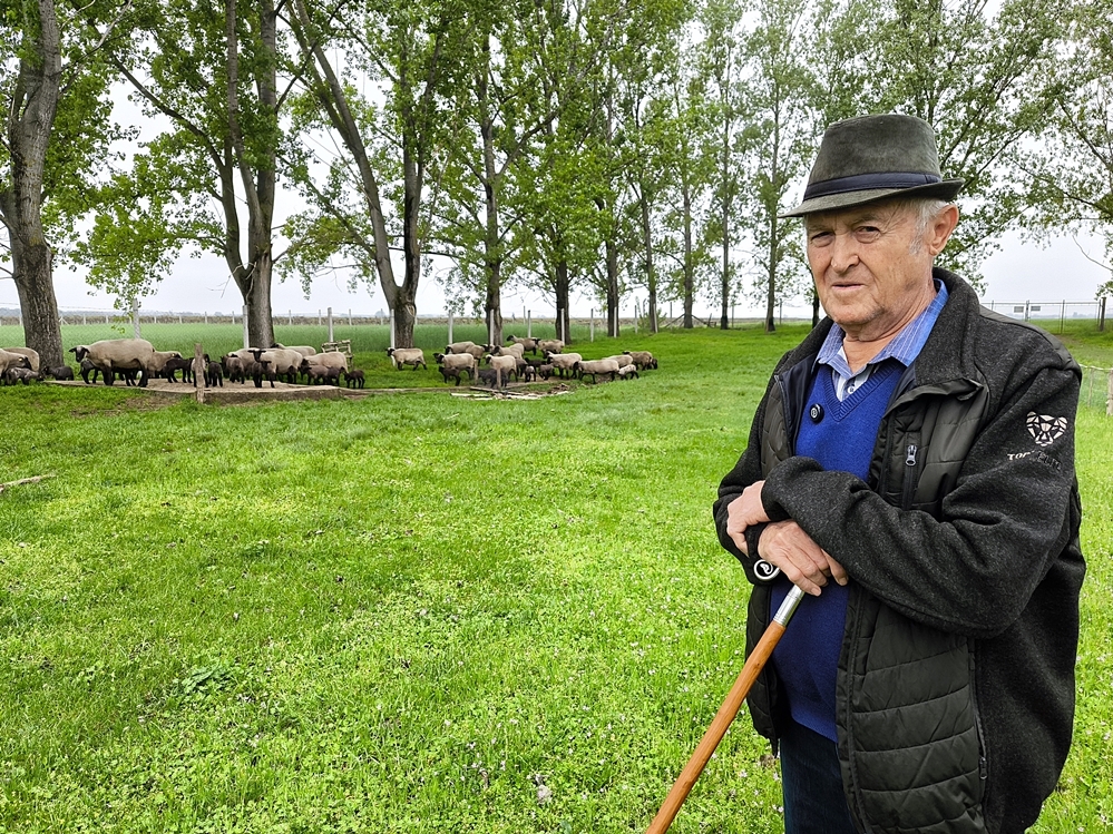 (►) „A juhtenyésztést csak szívvel-lélekkel lehet csinálni”