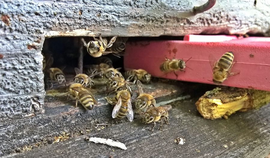 Védekezzenek a méhatka ellen