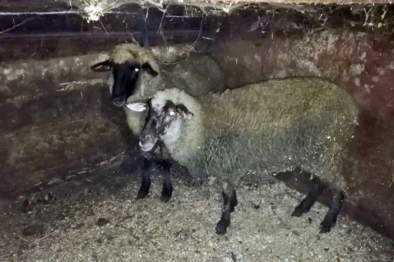 Tyúkot, kakast, birkát, biciklit is lopott a balotaszállási férfi