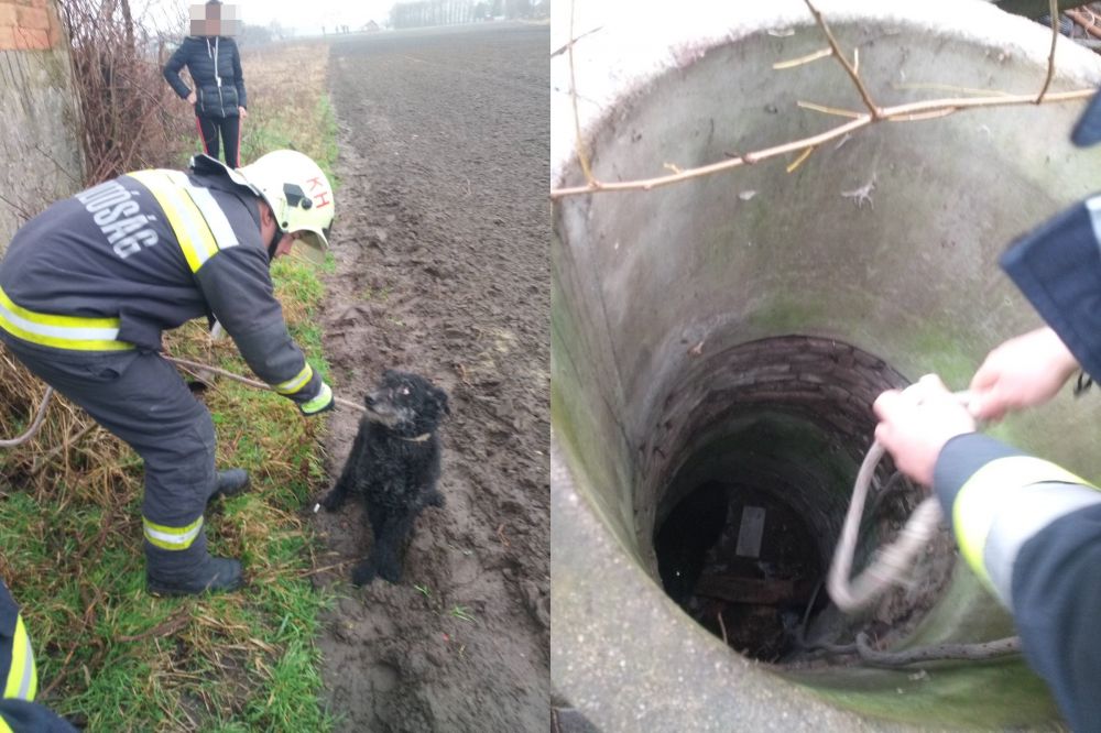 Kutyát mentettek a halasi tűzoltók Tompán