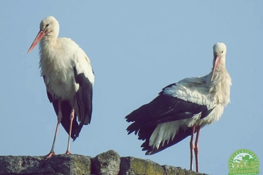 Megjöttek a gólyák Halasra