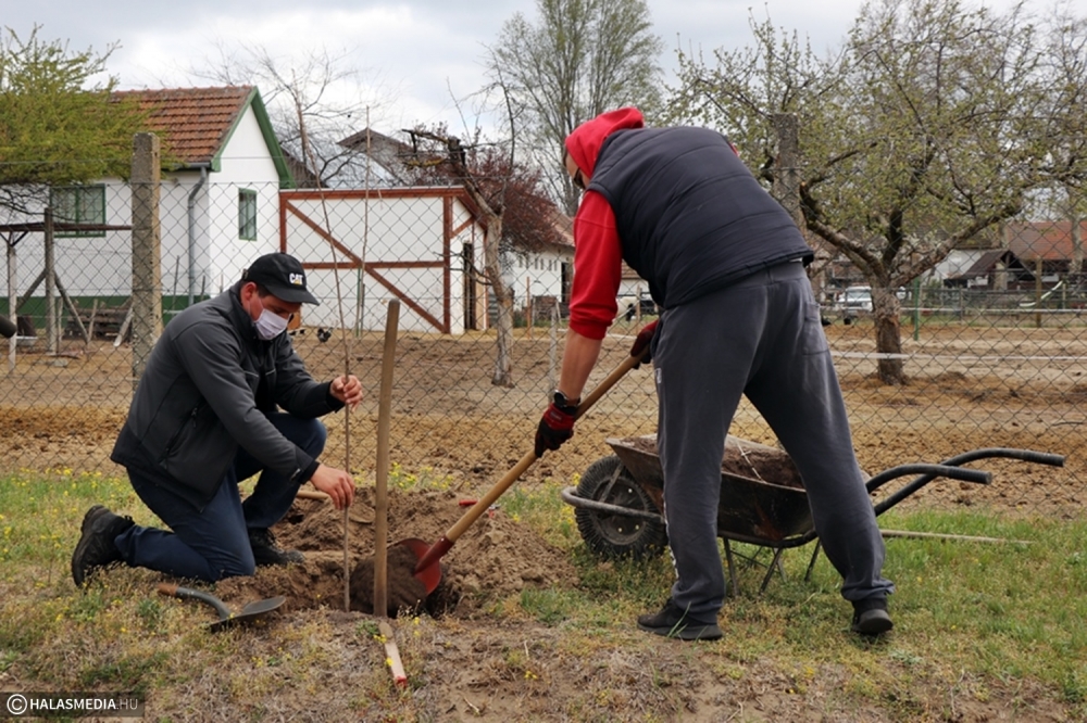 Csörgőfákat ültettek a Platán utcában (galéria)