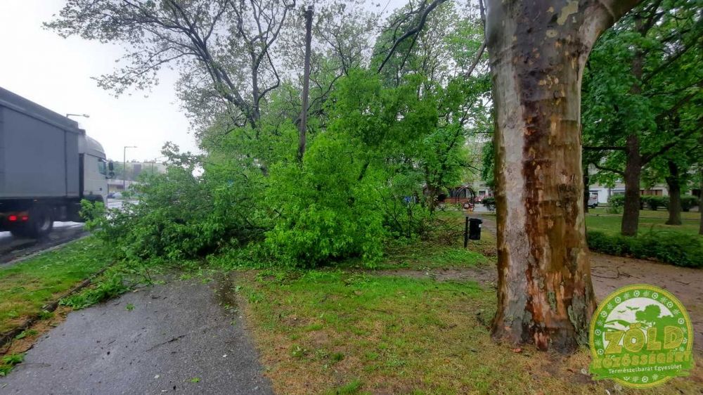 (►) Jókora zöldjuhar dőlt ki a Hősök Ligetében