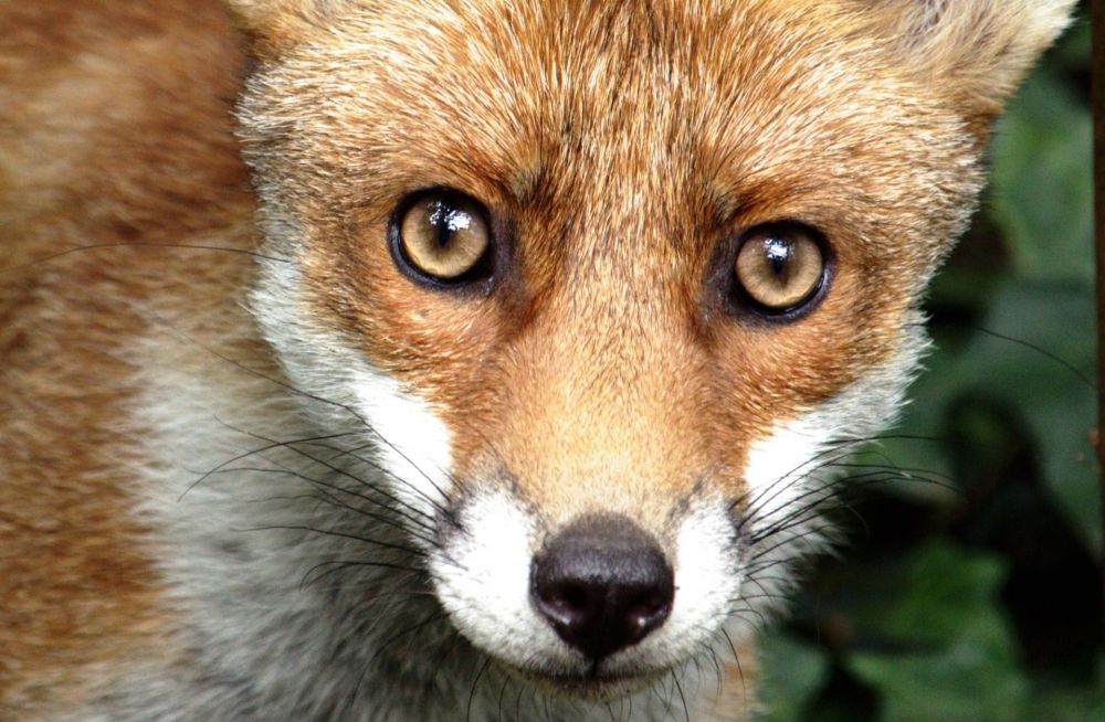 Feltehetően veszett az a róka, amely Fehértón kóborol