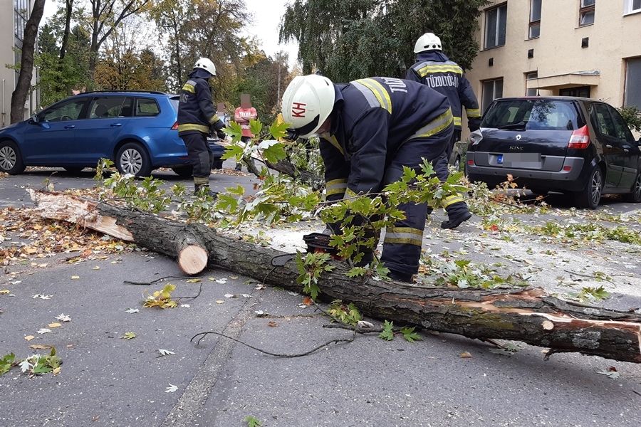 Lehasadt egy jókora faág az Erdei téren