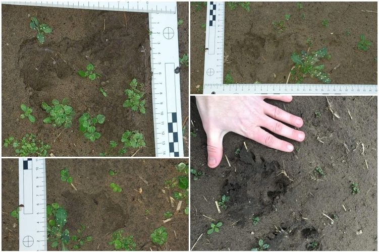 Fekete párducot keresnek a Szegedi út mentén