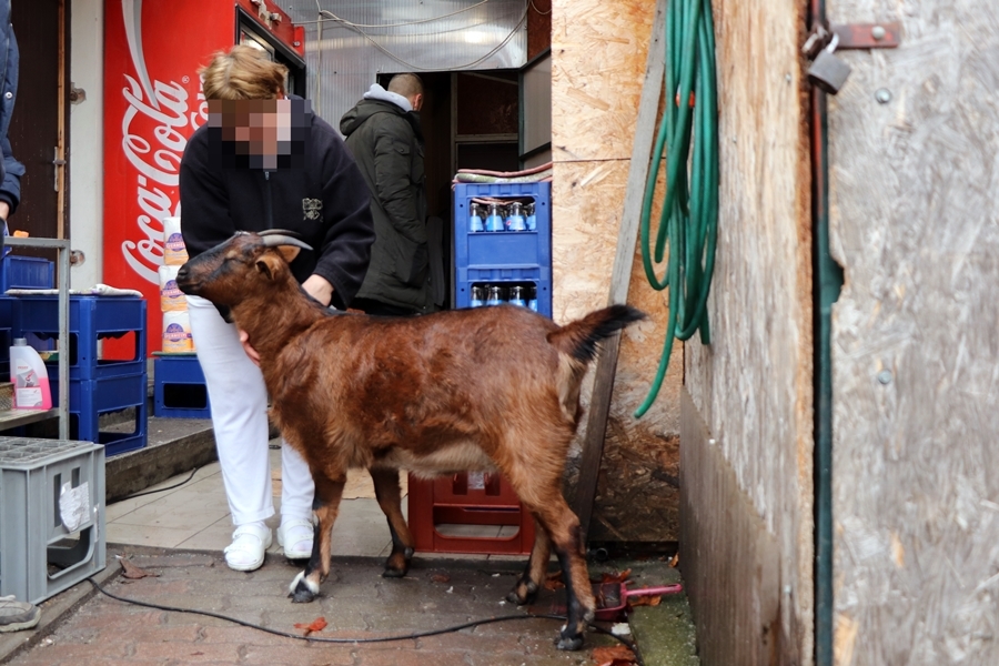 Egy kecske kóborolt a Kertvárosi ABC környékén