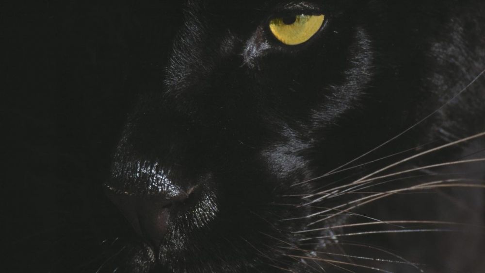 Már Szolnoknál járhat a „halasi” fekete párduc? 