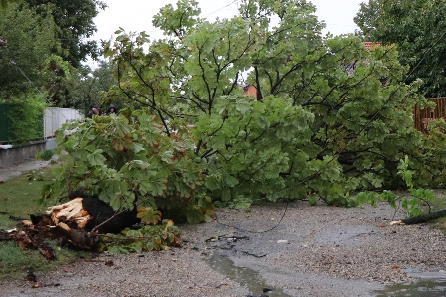 Lehetőleg vasárnap ne parkoljunk fák alá, mert viharos szél lehet