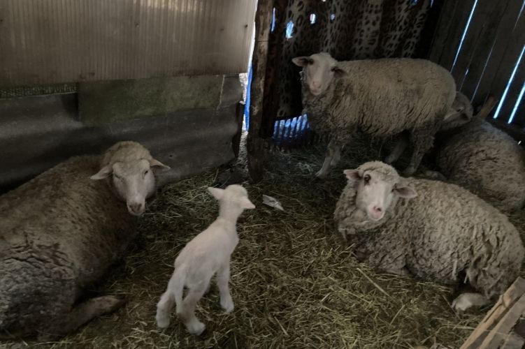 Az ellopott bárányok hallgattak, de a rendőrök rájuk találtak