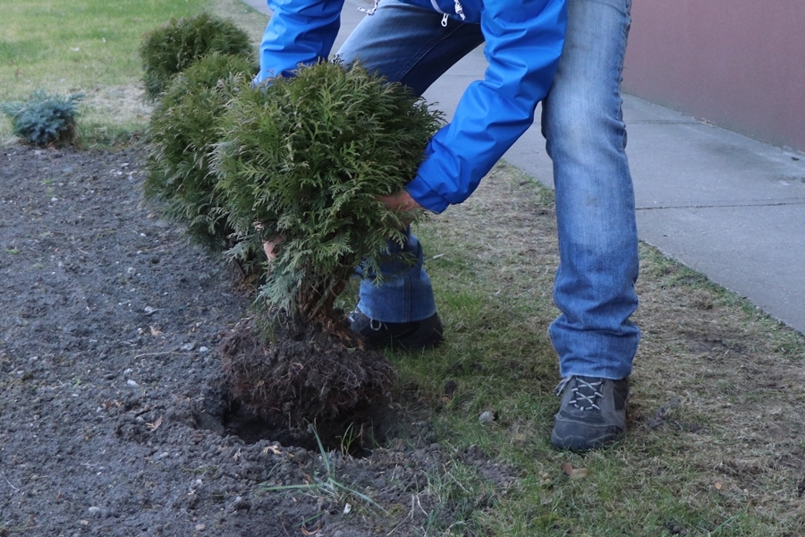 Három tuját elloptak, egyet kitéptek ismeretlenek a Tekónál