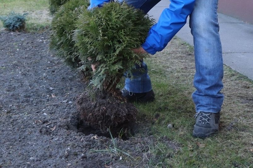 Lebukott a tuja- és virágtolvaj