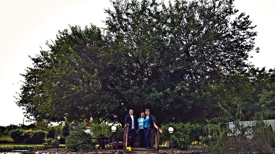 Szavazzunk az imrehegyi eperfára!