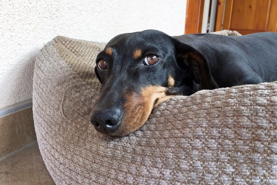 Az év végéig ebösszeírás van Halason