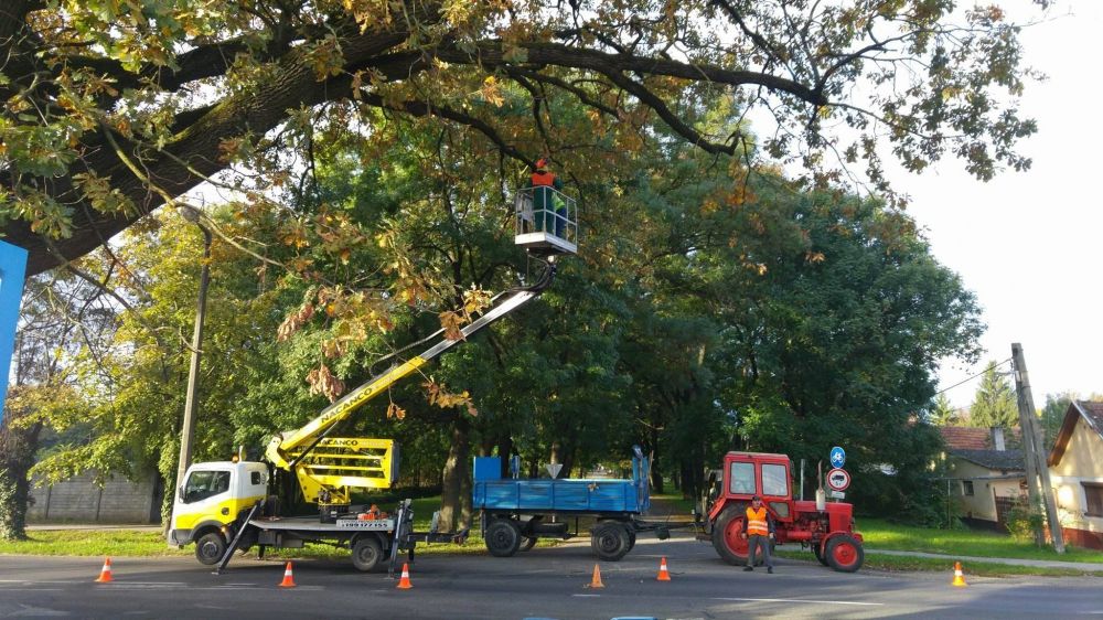 Levágják a veszélyes ágakat