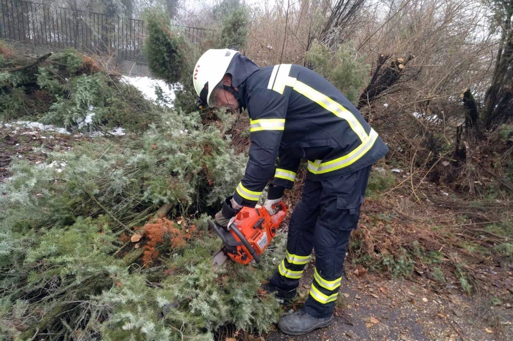 Jókora tuja dőlt ki a kórház parkolójában