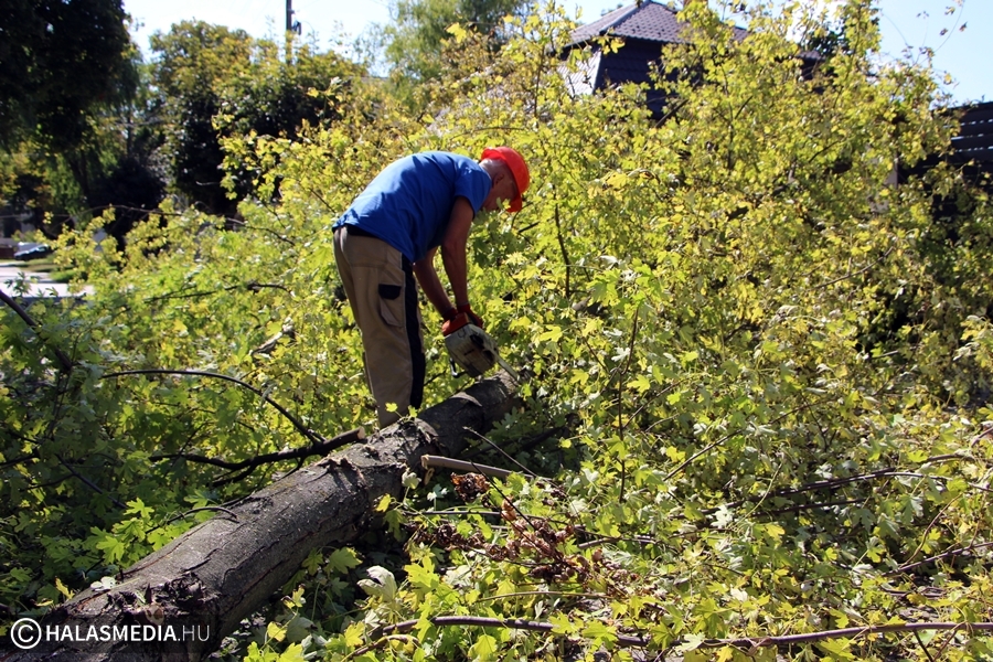 Autót rongált meg a letört faág a Himző utcában